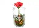 Bild 1 von Amaryllis im Glas