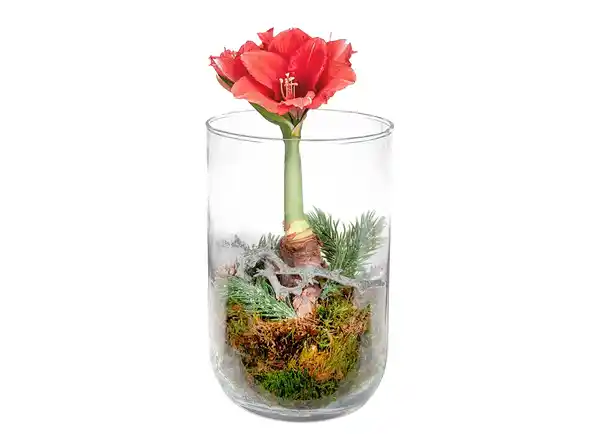 Bild 1 von Amaryllis im Glas