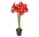 Bild 1 von Amaryllis*