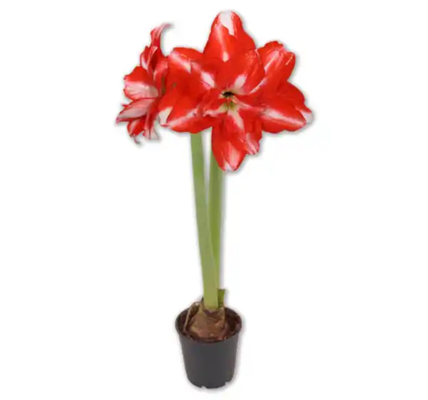 Bild 1 von Amaryllis*