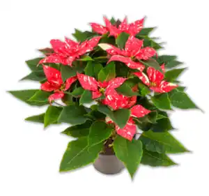 Gesprenkelter Weihnachtsstern Busch*