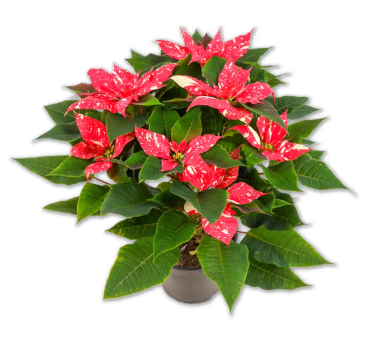 Bild 1 von Gesprenkelter Weihnachtsstern Busch*