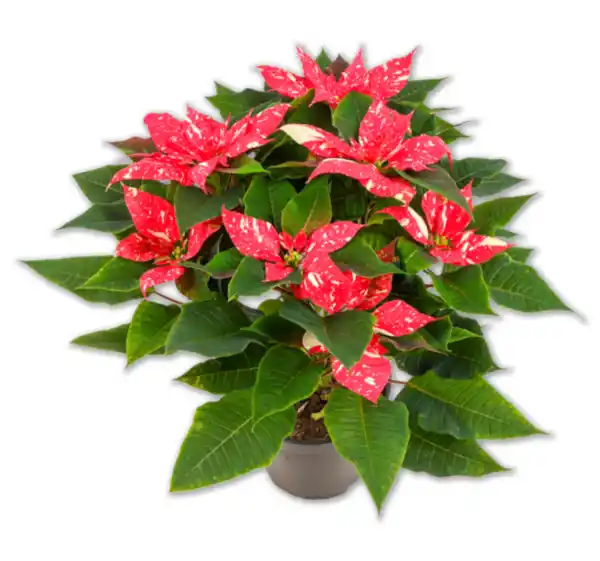 Bild 1 von Gesprenkelter Weihnachtsstern Busch*