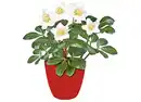 Bild 1 von Christrose Helleborus Niger