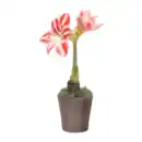 Bild 4 von GARDENLINE Amaryllis in Keramik