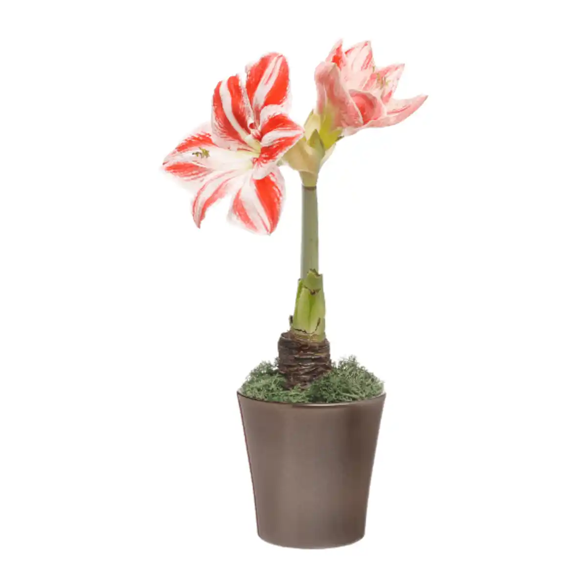 Bild 4 von GARDENLINE Amaryllis in Keramik