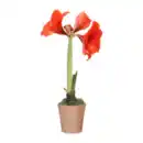 Bild 2 von GARDENLINE Amaryllis in Keramik