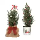 Bild 1 von GARDENLINE Große Zuckerhutfichte