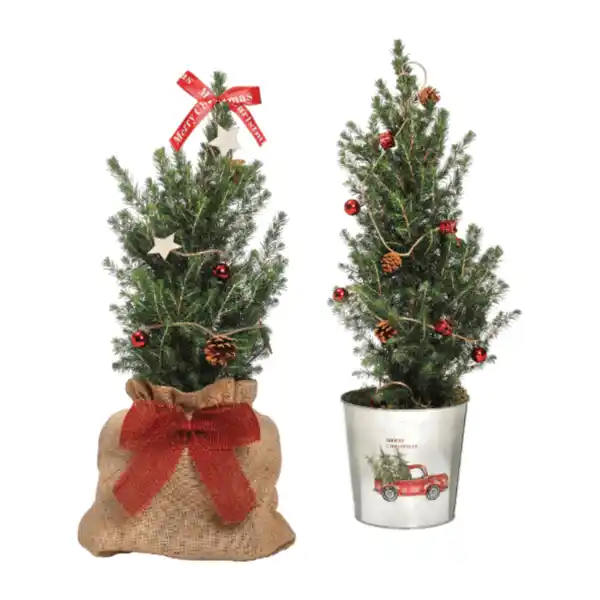 Bild 1 von GARDENLINE Große Zuckerhutfichte