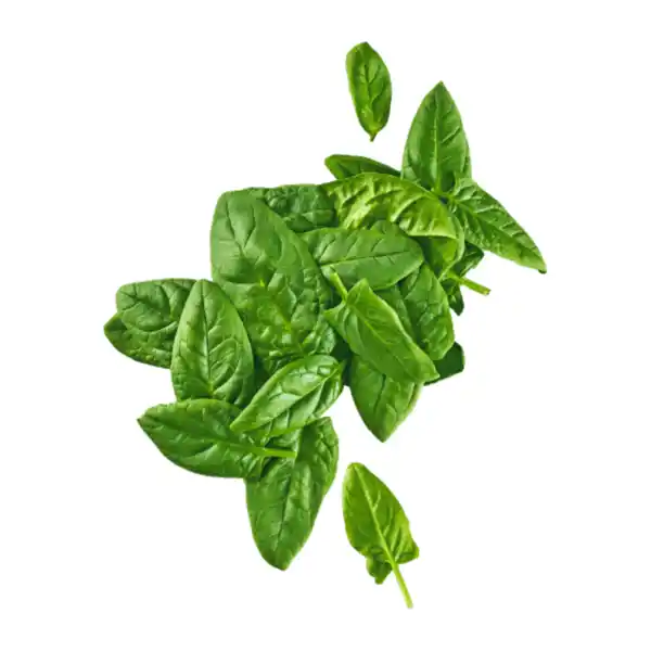 Bild 1 von BIO Spinat 125g