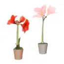 Bild 1 von GARDENLINE Amaryllis in Keramik