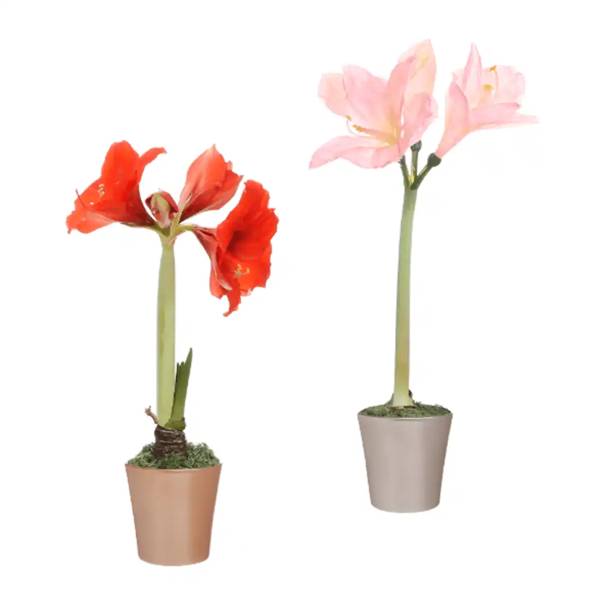 Bild 1 von GARDENLINE Amaryllis in Keramik