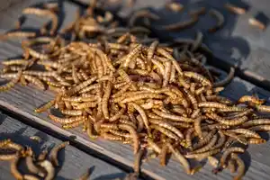 Wildvogelfutter getrocknete Mehlwürmer 900 g Eimer