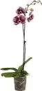 Bild 1 von Orchidee Phalaenopsis 12 cm Topf