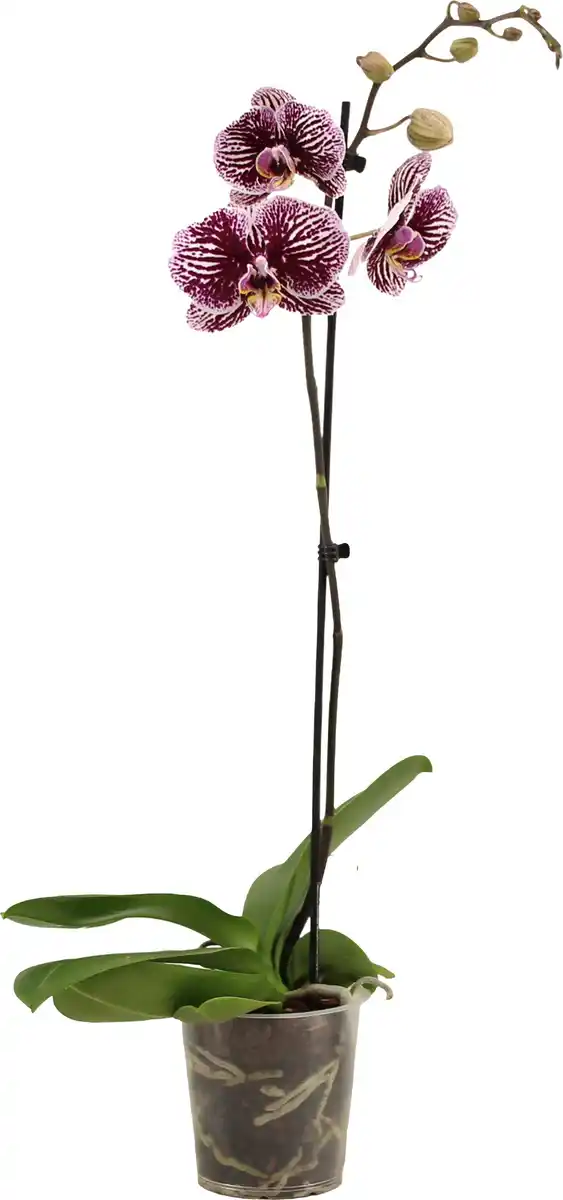 Bild 1 von Orchidee Phalaenopsis 12 cm Topf