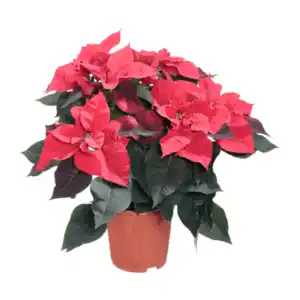 GARDENLINE Weihnachtssternbusch