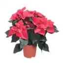 Bild 1 von GARDENLINE Weihnachtssternbusch