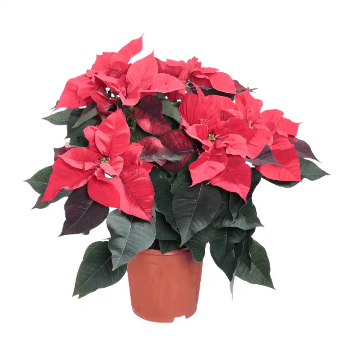 Bild 1 von GARDENLINE Weihnachtssternbusch