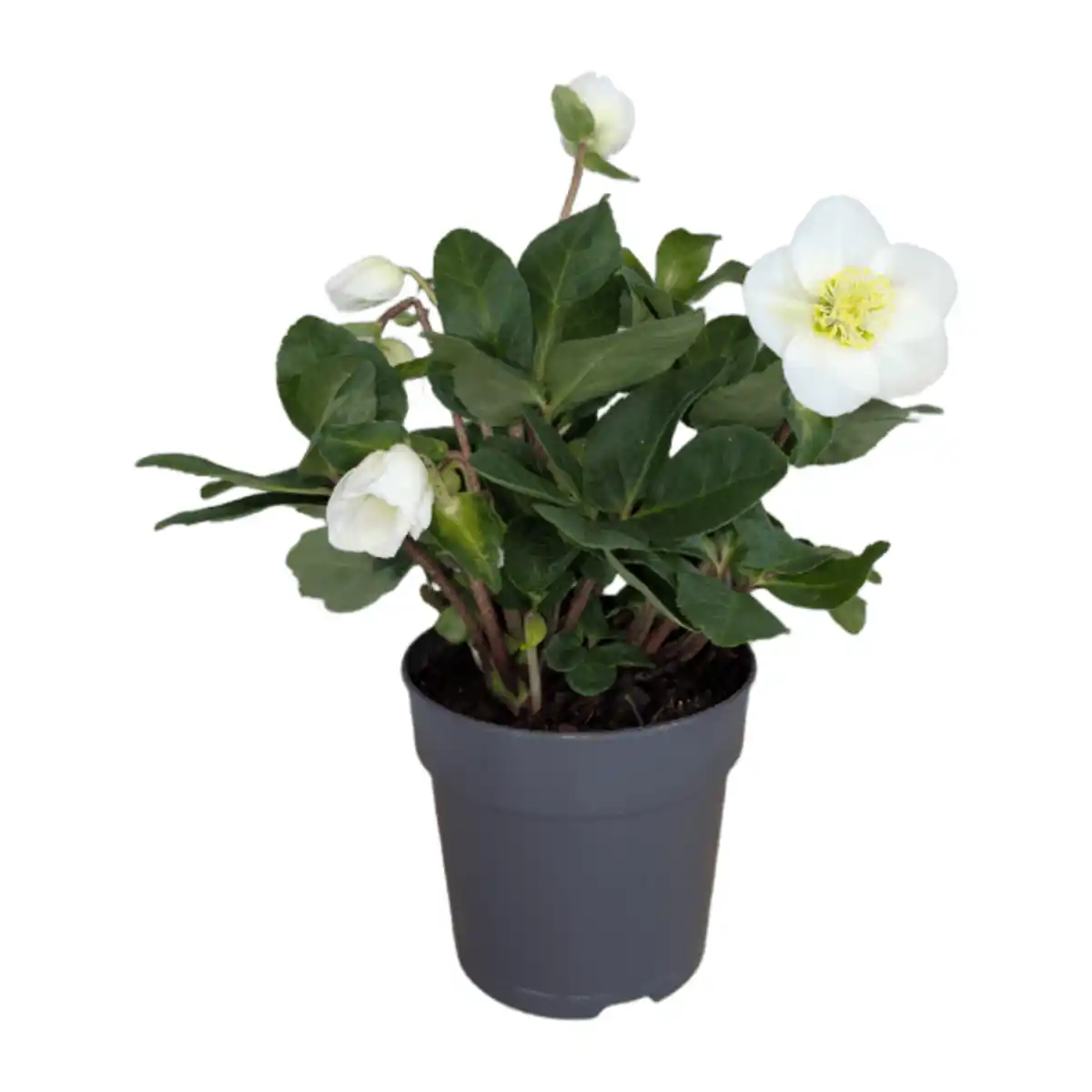 Bild 1 von GARDENLINE Christrose (Helleborus)