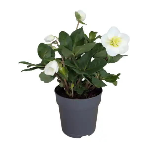 Bild 1 von GARDENLINE Christrose (Helleborus)