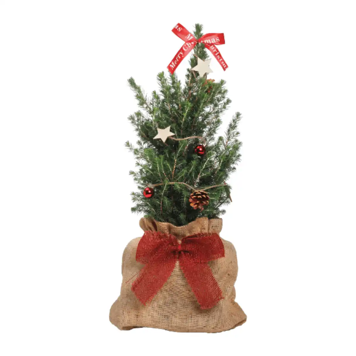 Bild 3 von GARDENLINE Große Zuckerhutfichte