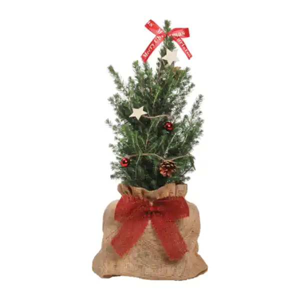 Bild 3 von GARDENLINE Große Zuckerhutfichte