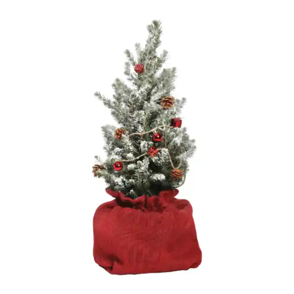 Bild 4 von GARDENLINE Große Zuckerhutfichte