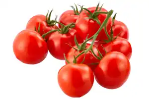 Strauchtomaten