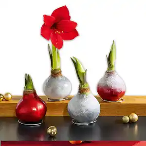 Amaryllis-Zwiebel