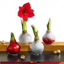 Bild 1 von Amaryllis-Zwiebel