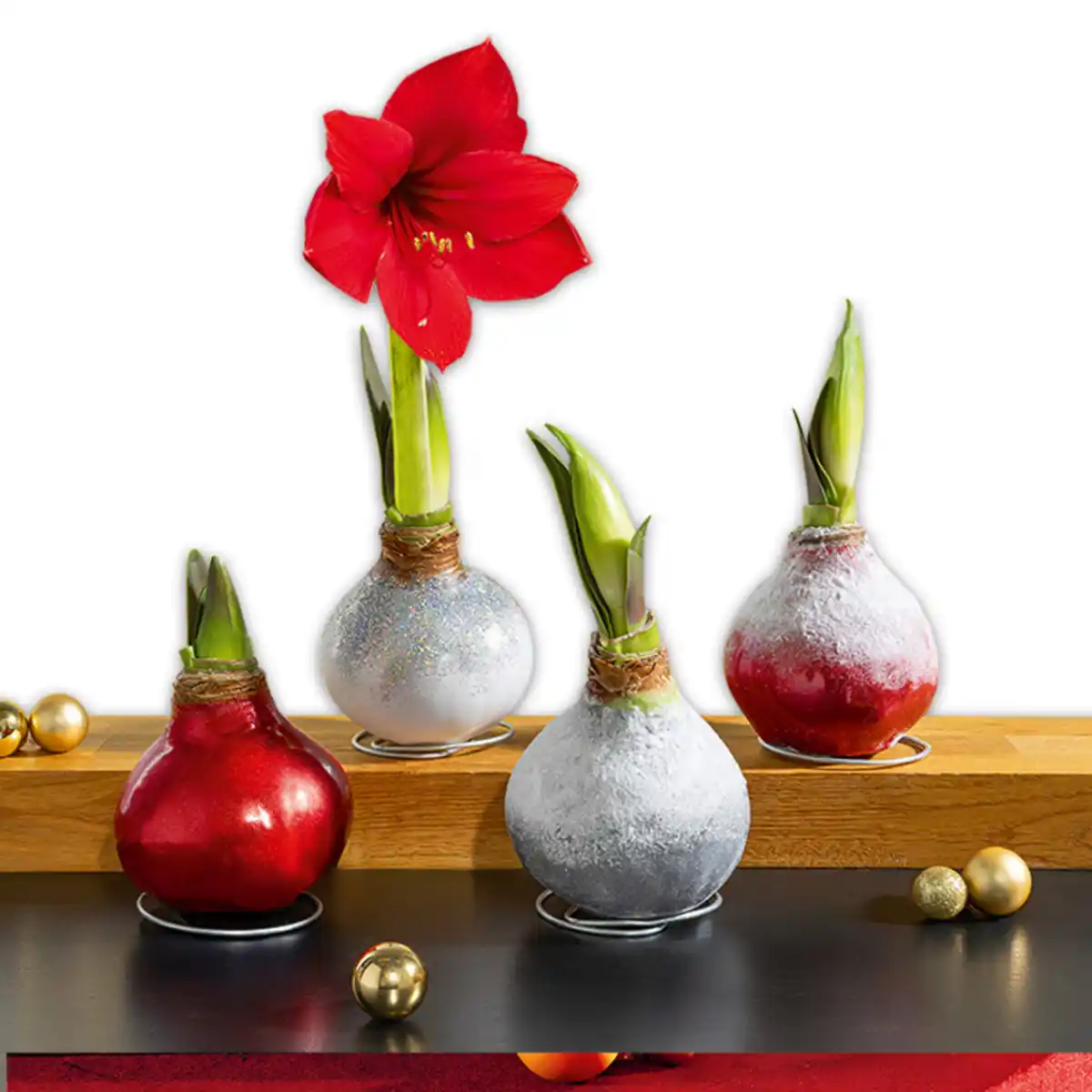 Bild 1 von Amaryllis-Zwiebel