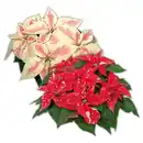 Bild 1 von Weihnachtsstern