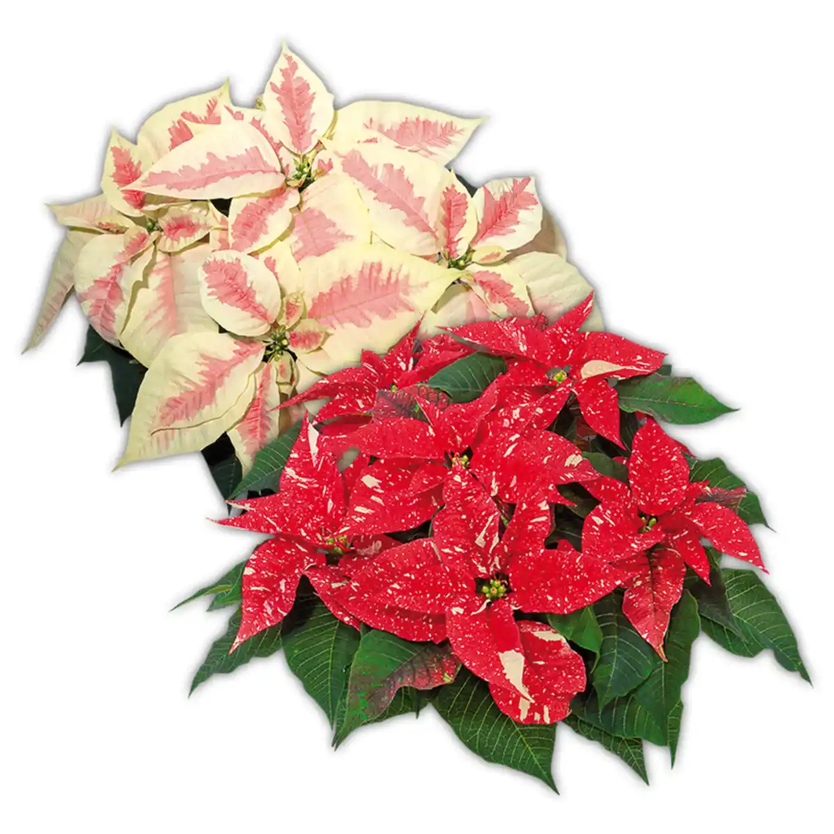 Bild 1 von Weihnachtsstern