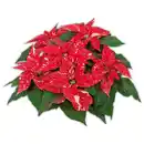 Bild 2 von Weihnachtsstern