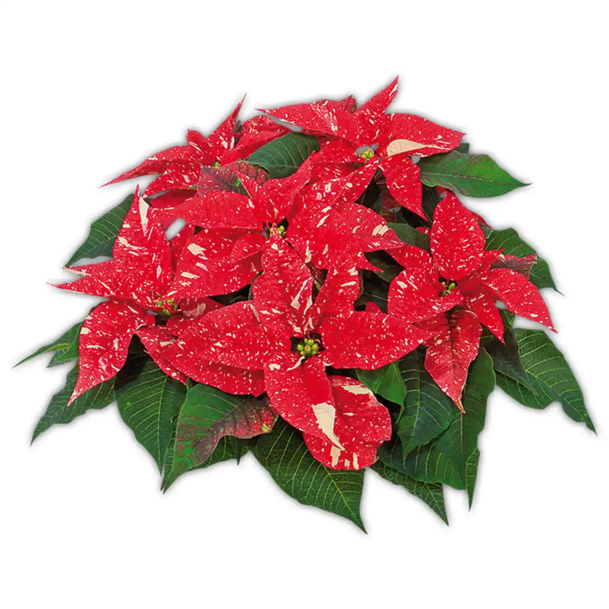 Bild 2 von Weihnachtsstern