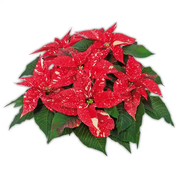 Bild 2 von Weihnachtsstern