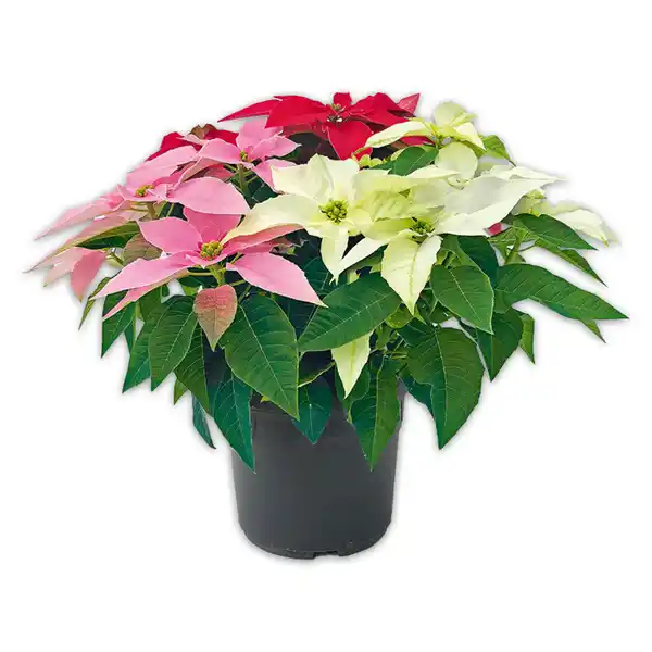 Bild 1 von Weihnachtsstern Trio Busch