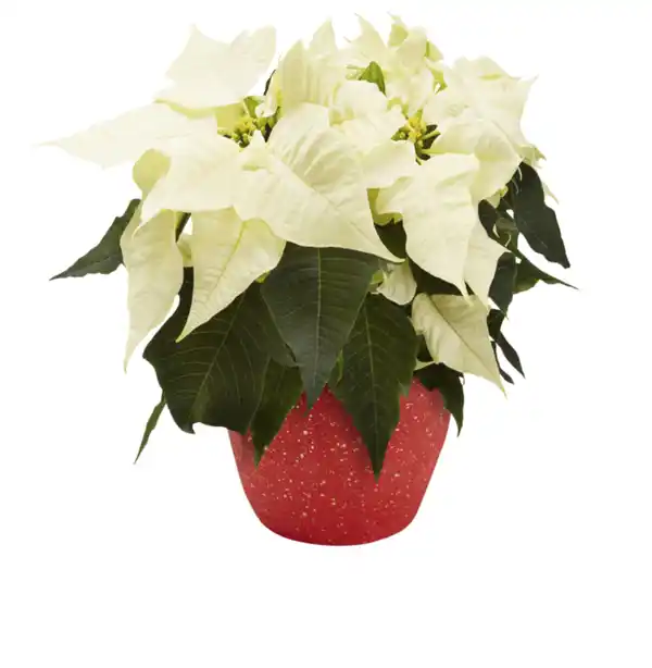 Bild 1 von Weihnachtsstern oder Zauberstern in Keramik