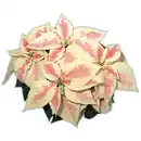 Bild 3 von Weihnachtsstern