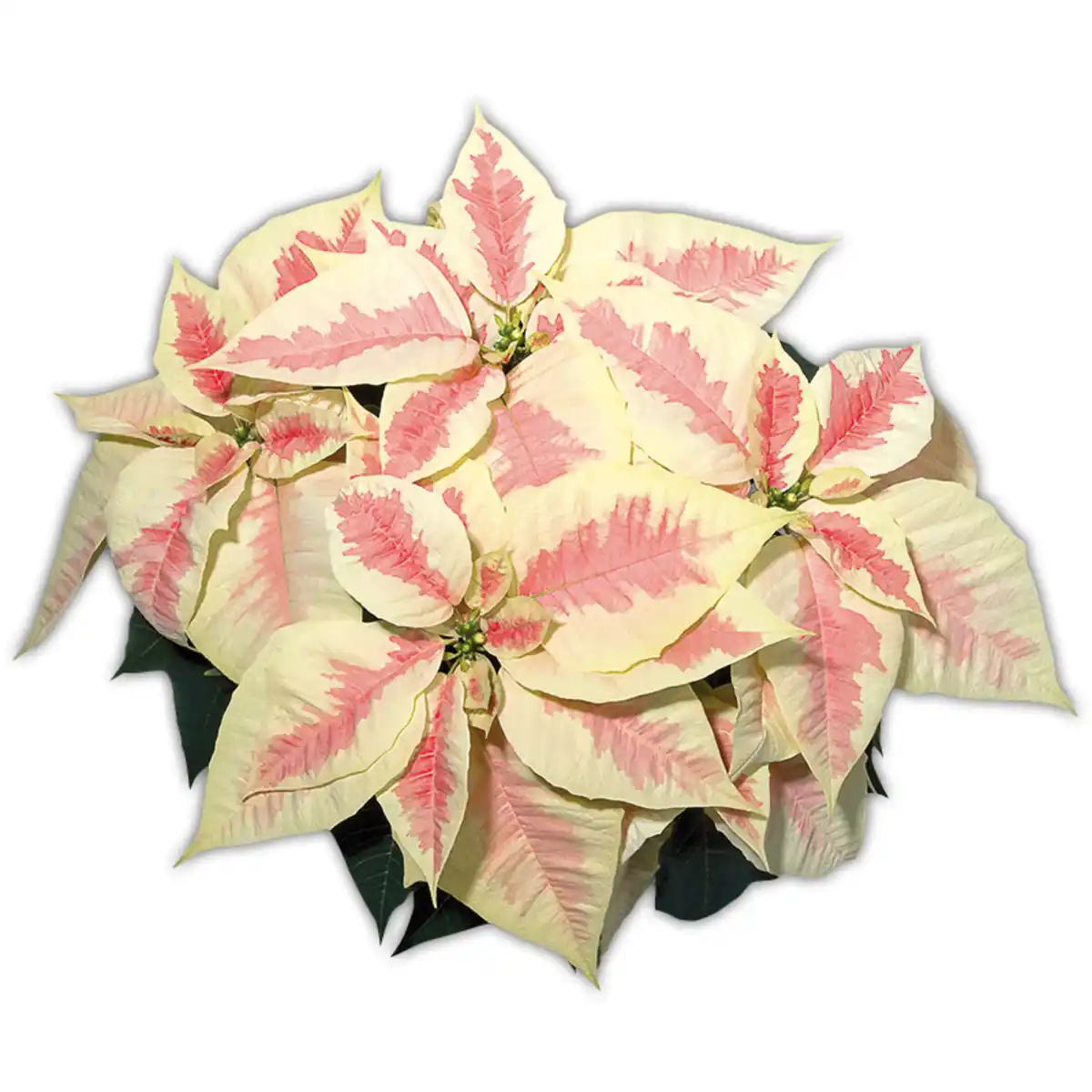 Bild 3 von Weihnachtsstern