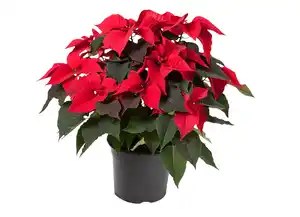 Weihnachtsstern Poinsettia