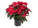 Bild 1 von Weihnachtsstern Poinsettia
