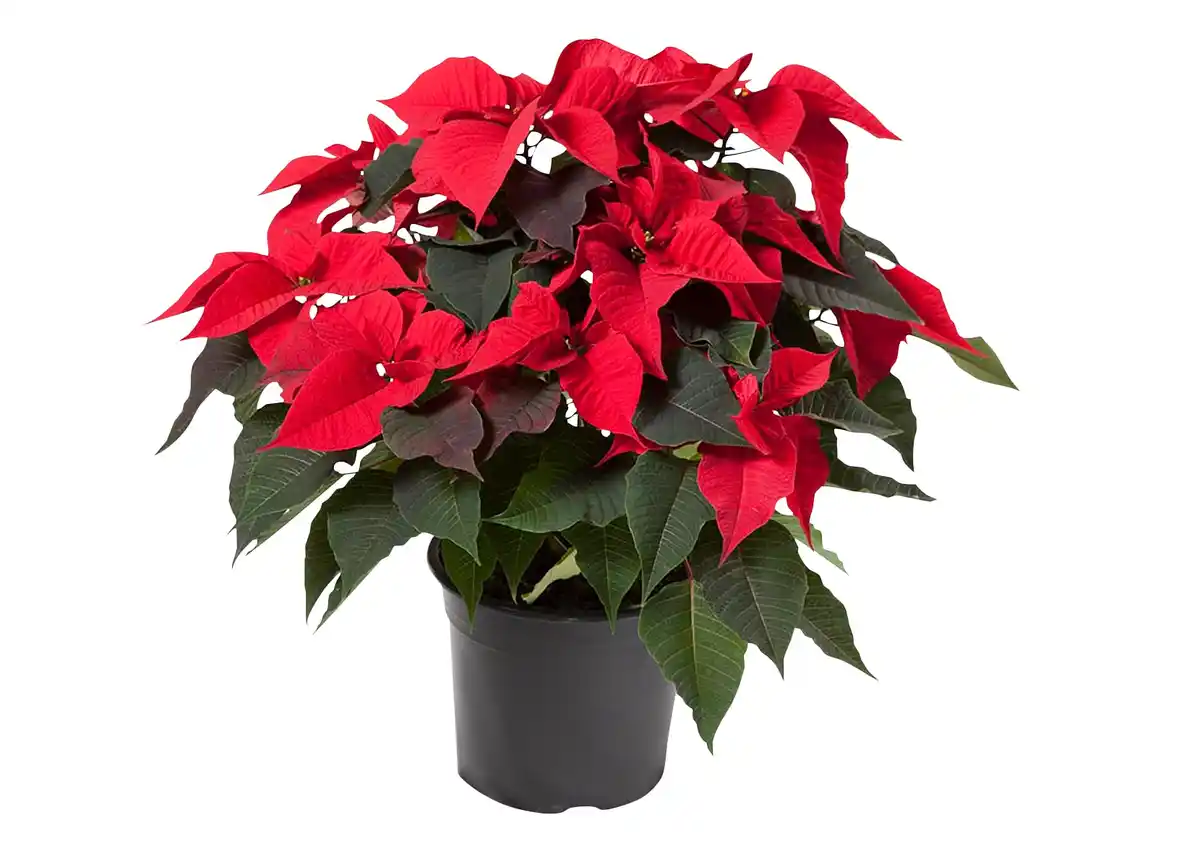 Bild 1 von Weihnachtsstern Poinsettia