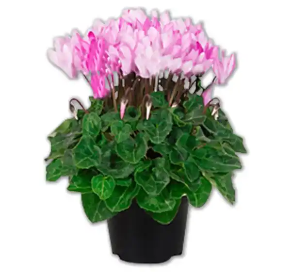 Bild 1 von Alpenveilchen „Crayon“*