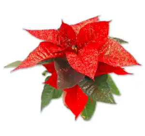 Mini-Weihnachtsstern*