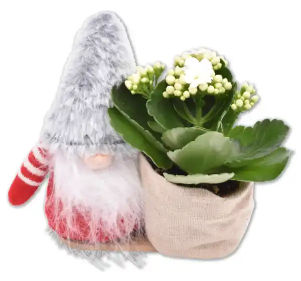 Bild 1 von Weihnachtswichtel*