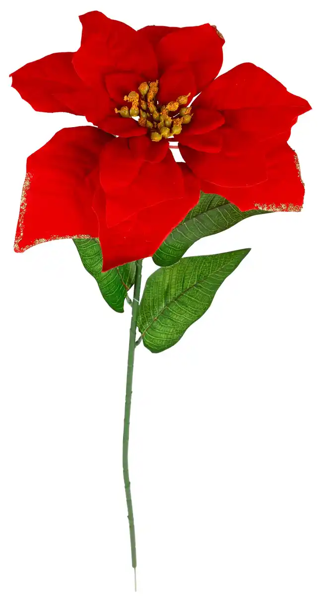 Bild 1 von Weihnachtsstern am Stiel