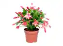 Bild 1 von Weihnachtskaktus Schlumbergera