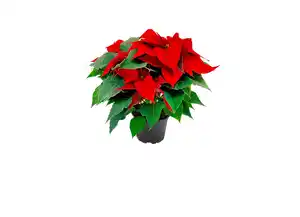 Weihnachtsstern Poinsettia