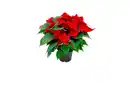 Bild 1 von Weihnachtsstern Poinsettia